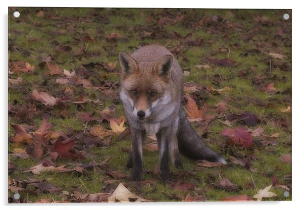 Park Fox Acrylic by Dean Messenger