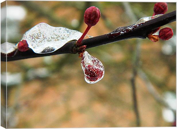 Cherry bud in ice Canvas Print by Sandra Beale