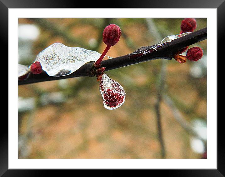 Cherry bud in ice Framed Mounted Print by Sandra Beale