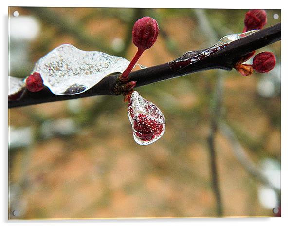 Cherry bud in ice Acrylic by Sandra Beale