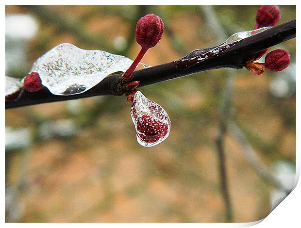Cherry bud in ice Print by Sandra Beale