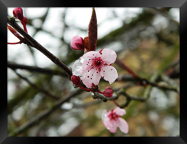 Cherry blossom in bloom Framed Print by Sandra Beale