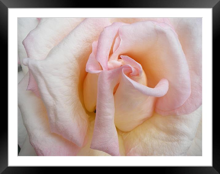 Pink rose Framed Mounted Print by Rhoda Howie