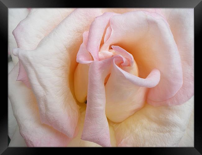 Pink rose Framed Print by Rhoda Howie