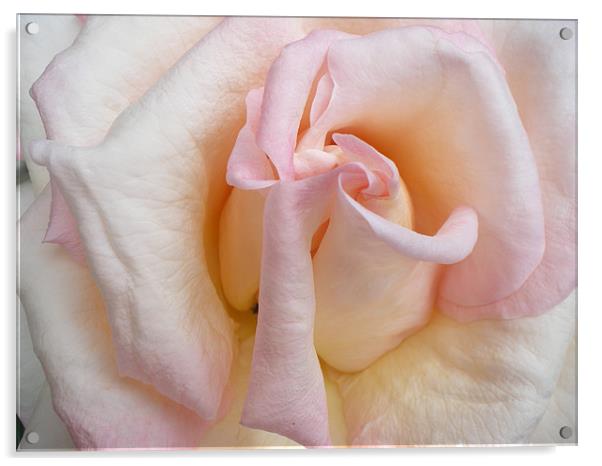 Pink rose Acrylic by Rhoda Howie