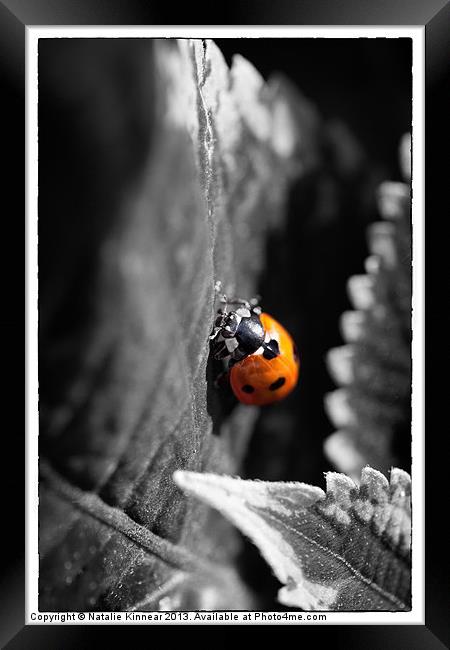 Ladybird Framed Print by Natalie Kinnear