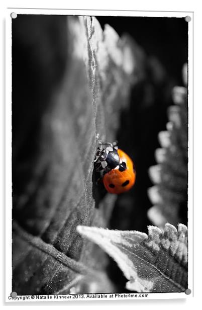 Ladybird Acrylic by Natalie Kinnear