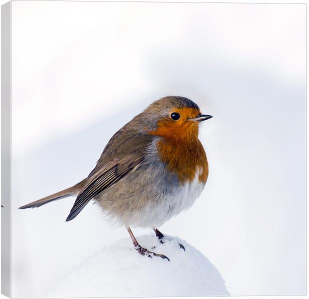 A Snowy Perch for Robin Canvas Print by Pauline Lewis
