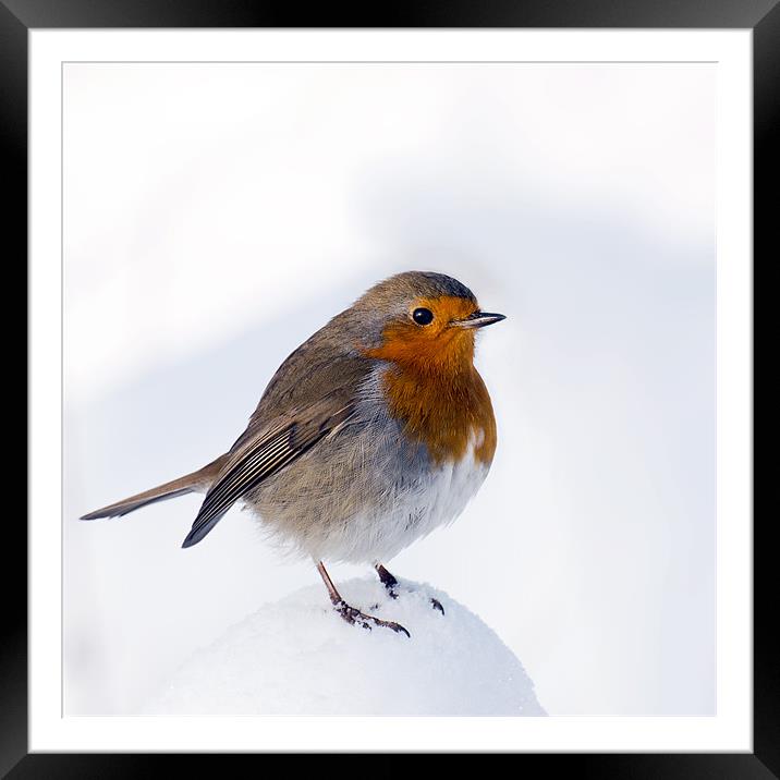 A Snowy Perch for Robin Framed Mounted Print by Pauline Lewis