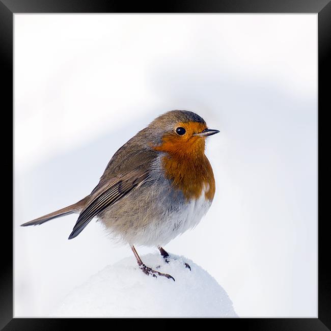 A Snowy Perch for Robin Framed Print by Pauline Lewis