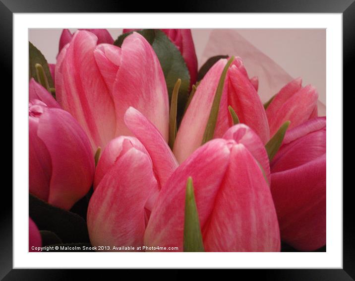 Budding Tulips Framed Mounted Print by Malcolm Snook