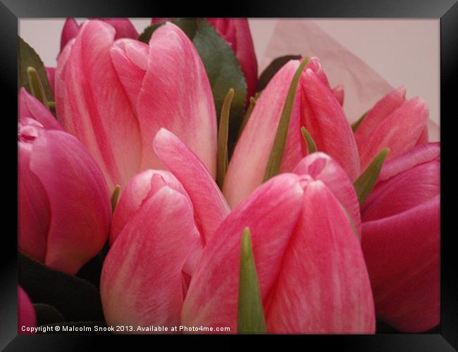 Budding Tulips Framed Print by Malcolm Snook