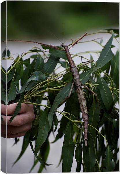 Monster Stick Insect Canvas Print by Graham Palmer