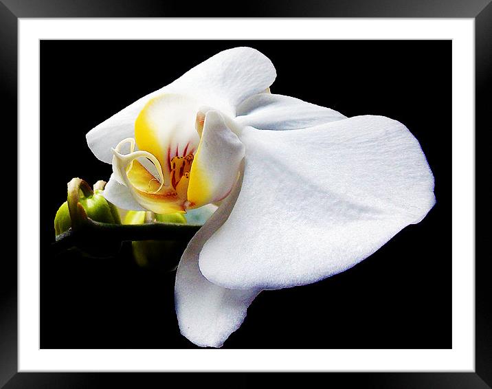 white orchid Framed Mounted Print by elvira ladocki