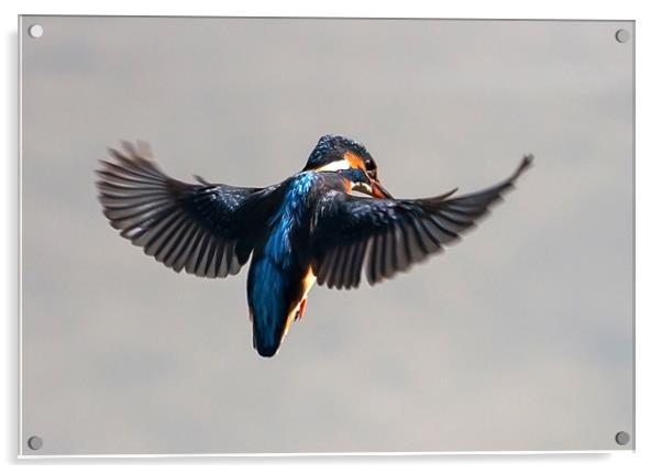 Kingfisher Acrylic by Gail Johnson