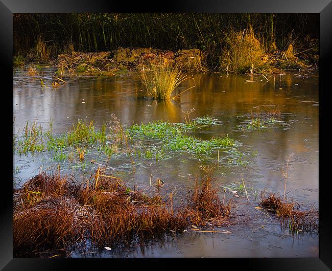Kintbury Newt Ponds Framed Print by Mark Llewellyn