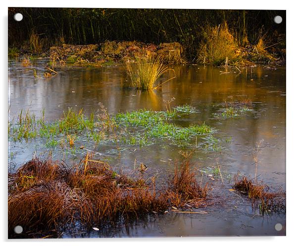 Kintbury Newt Ponds Acrylic by Mark Llewellyn