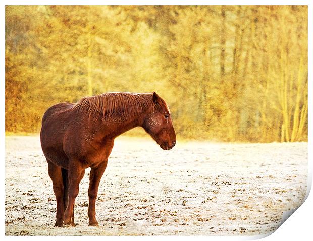 Horse in field, kent Print by Dawn Cox