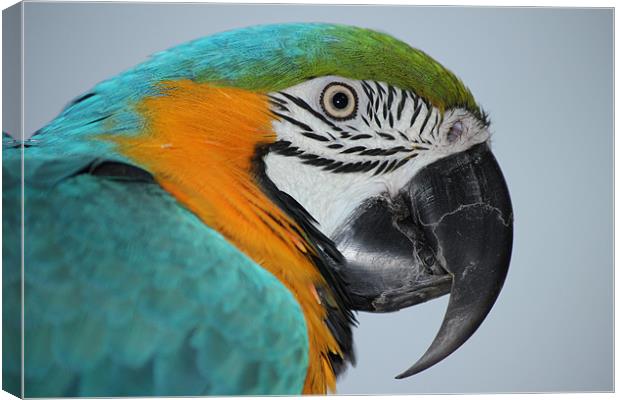Blue & Gold macaw Canvas Print by Mark Cake