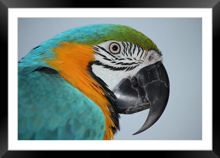 Blue & Gold macaw Framed Mounted Print by Mark Cake