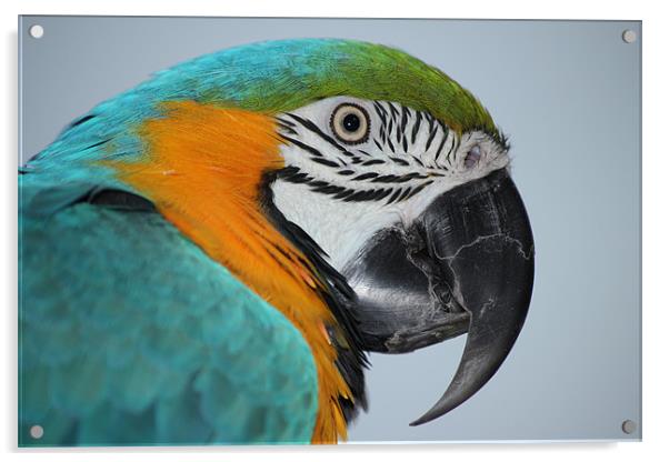 Blue & Gold macaw Acrylic by Mark Cake
