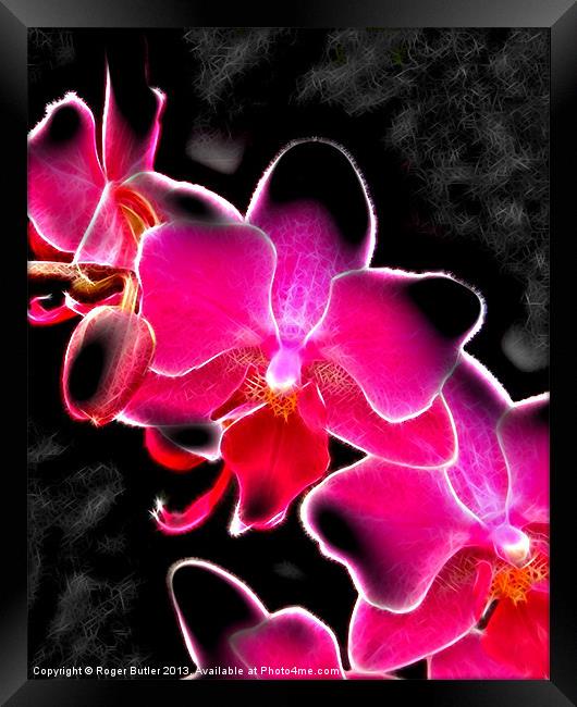 Neon Orchid Framed Print by Roger Butler