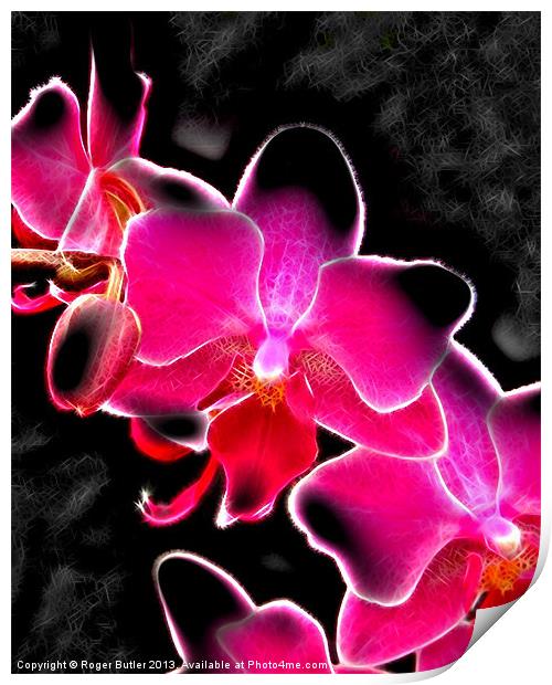 Neon Orchid Print by Roger Butler