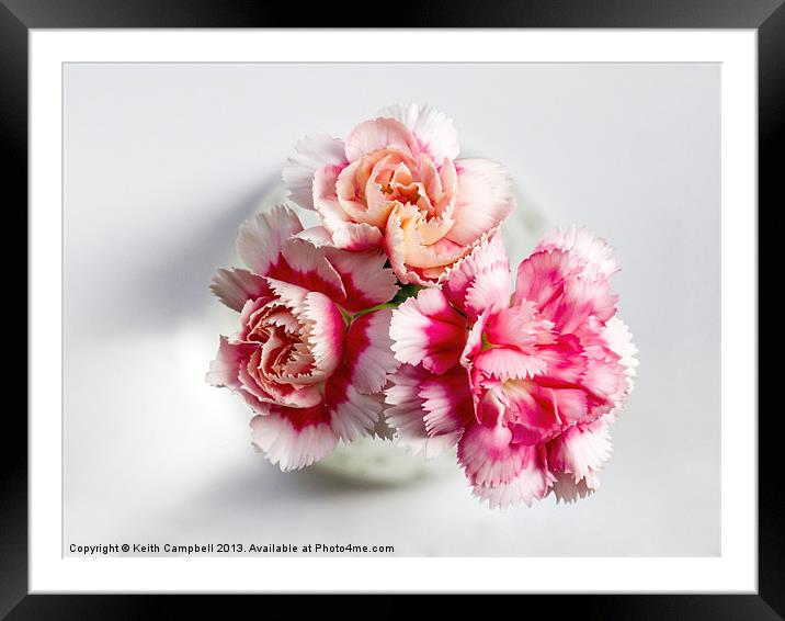 Carnations Framed Mounted Print by Keith Campbell