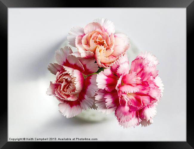 Carnations Framed Print by Keith Campbell