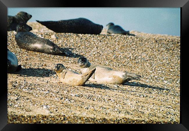 Seals on a Norfolk beach Framed Print by Gareth Wild