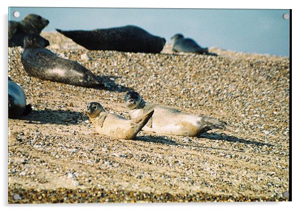 Seals on a Norfolk beach Acrylic by Gareth Wild