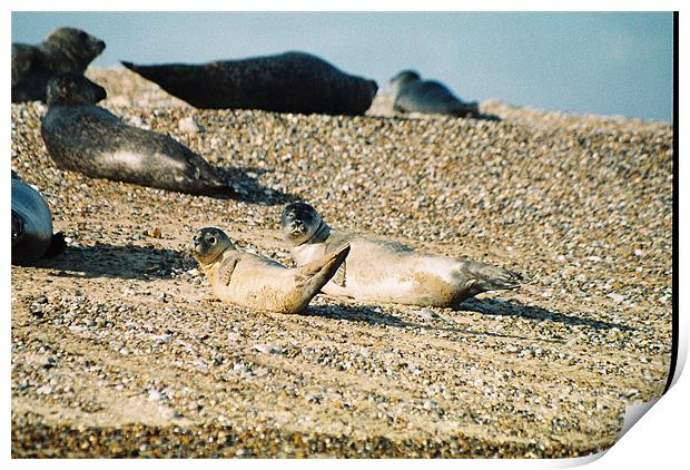 Seals on a Norfolk beach Print by Gareth Wild