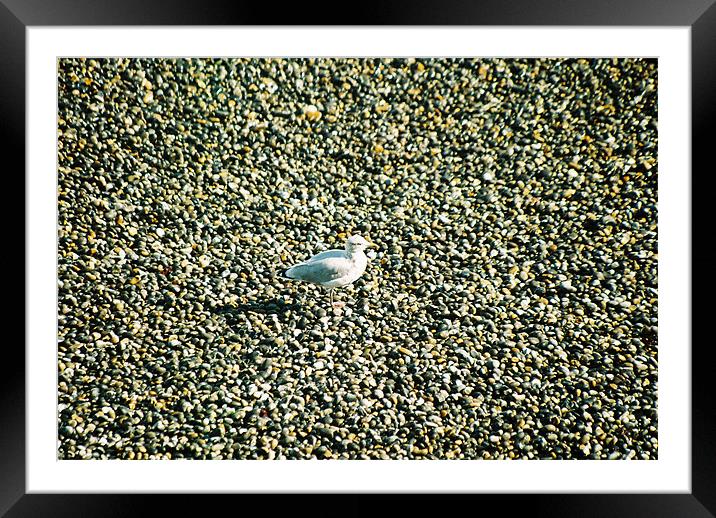 Seagull on a norfolk beach Framed Mounted Print by Gareth Wild