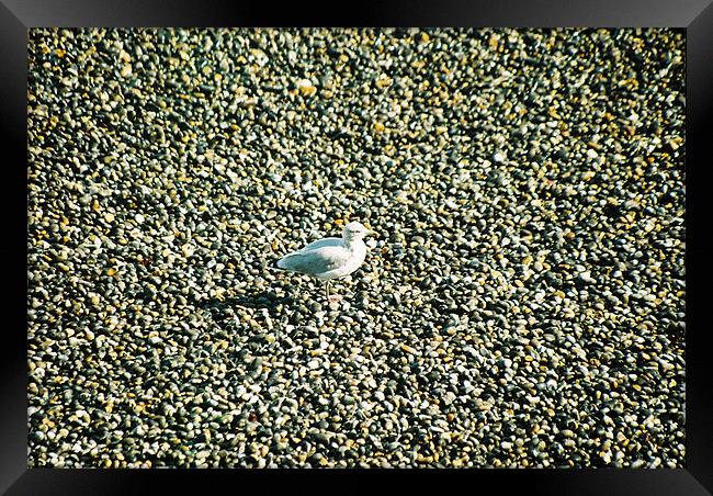 Seagull on a norfolk beach Framed Print by Gareth Wild