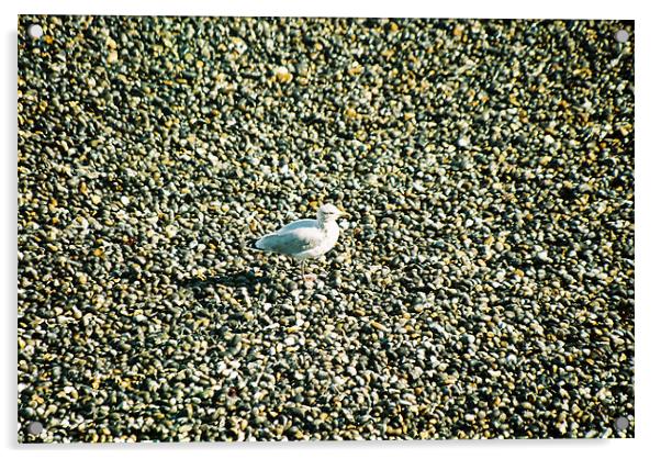 Seagull on a norfolk beach Acrylic by Gareth Wild