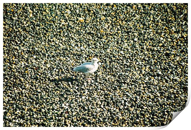 Seagull on a norfolk beach Print by Gareth Wild
