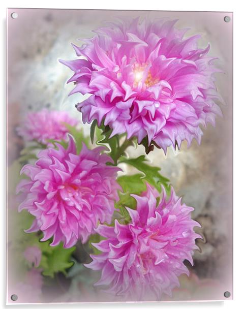 Pink Asters 2 Acrylic by Fine art by Rina