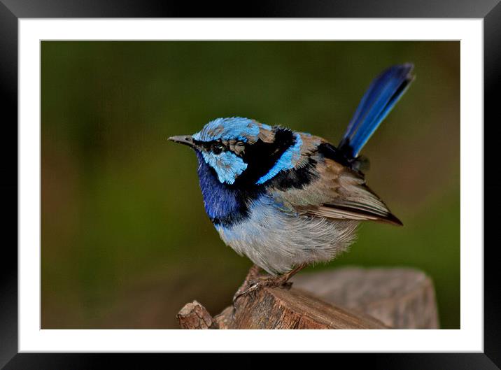 Adult male Superb Fairy wren Framed Mounted Print by Matthew Burniston