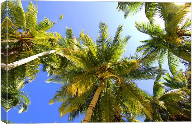 Palm Trees Canvas Print by Hassan Najmy