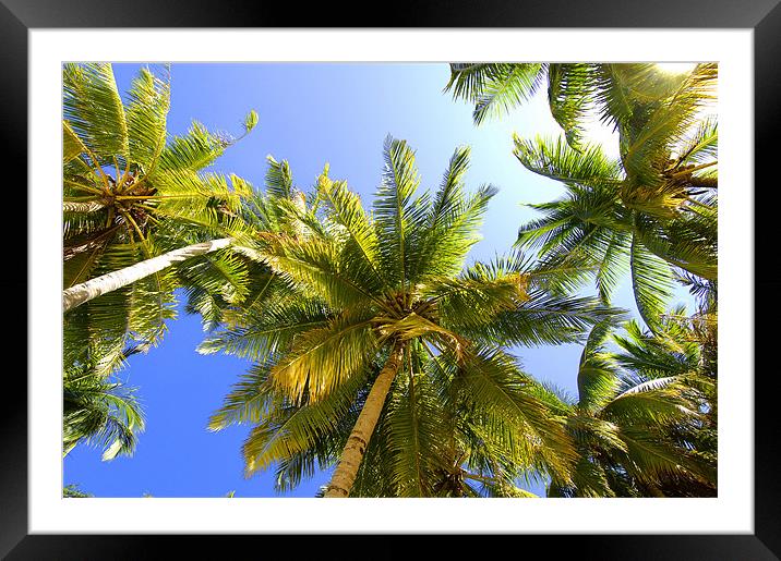Palm Trees Framed Mounted Print by Hassan Najmy