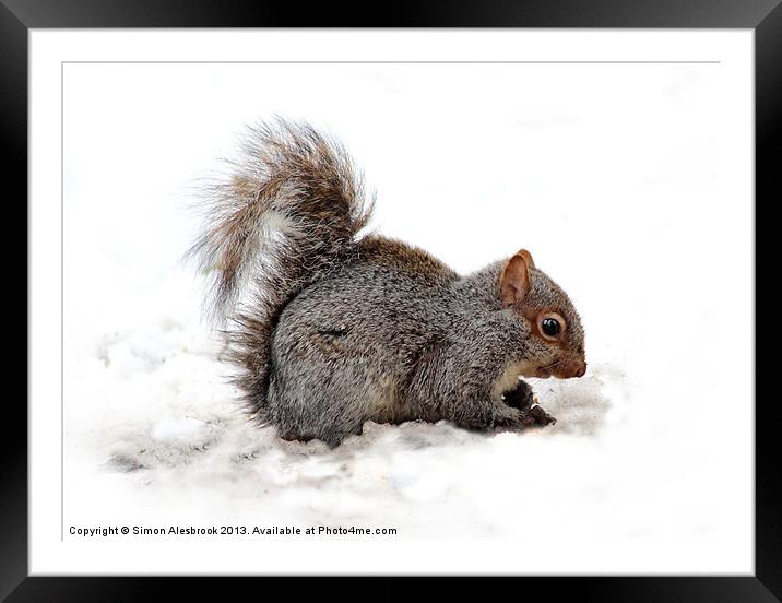 Grey Squirrel Framed Mounted Print by Simon Alesbrook