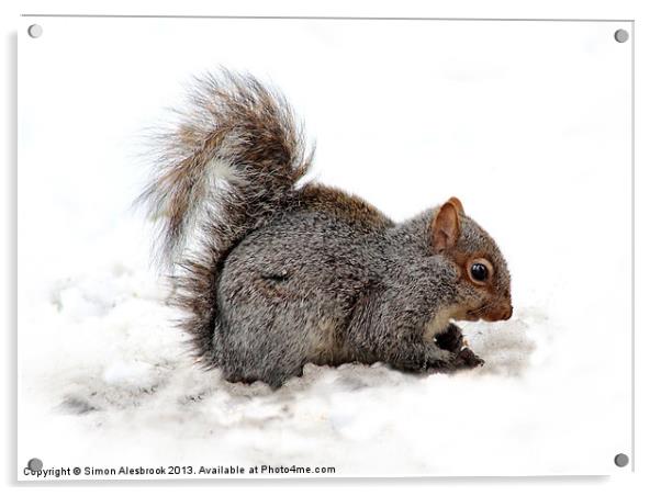 Grey Squirrel Acrylic by Simon Alesbrook