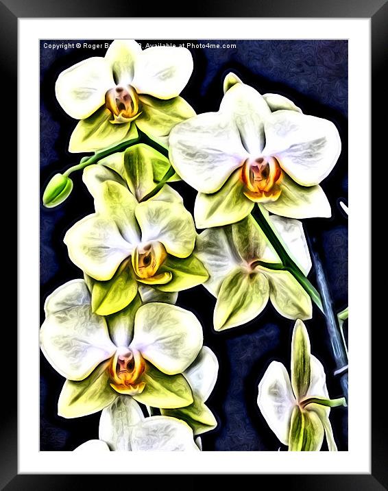 Yellow Orchids in Relief Framed Mounted Print by Roger Butler