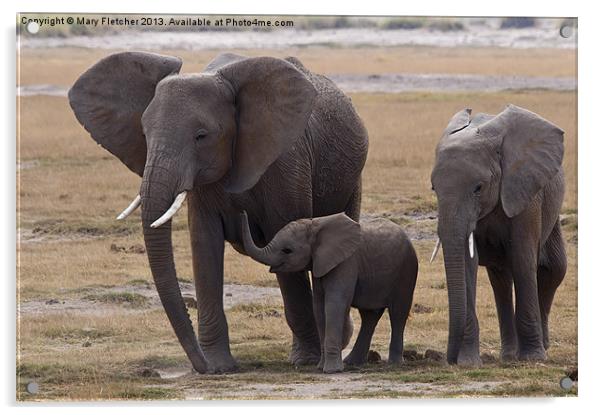 Elephant Family Acrylic by Mary Fletcher