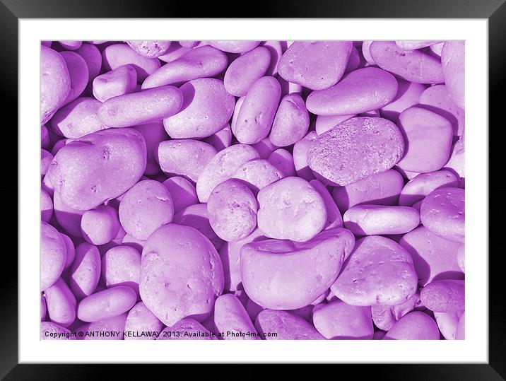 LILAC PEBBLES Framed Mounted Print by Anthony Kellaway