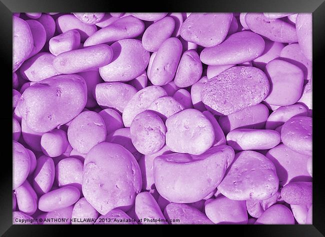 LILAC PEBBLES Framed Print by Anthony Kellaway