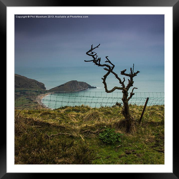 Clifftop Tree Framed Mounted Print by Phil Wareham