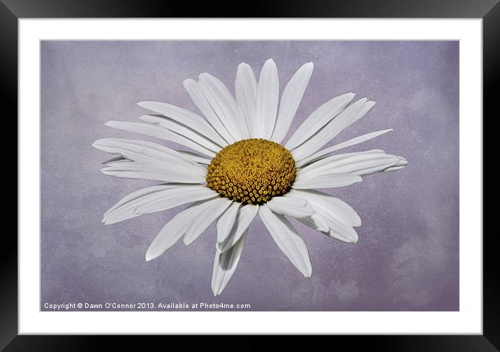 Flower on Purple Background Framed Mounted Print by Dawn O'Connor