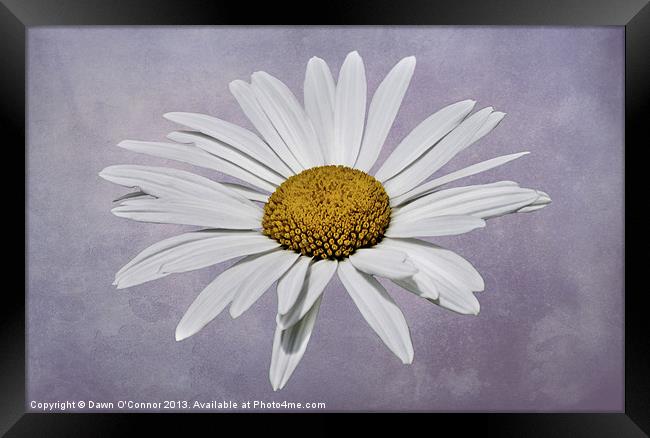 Flower on Purple Background Framed Print by Dawn O'Connor