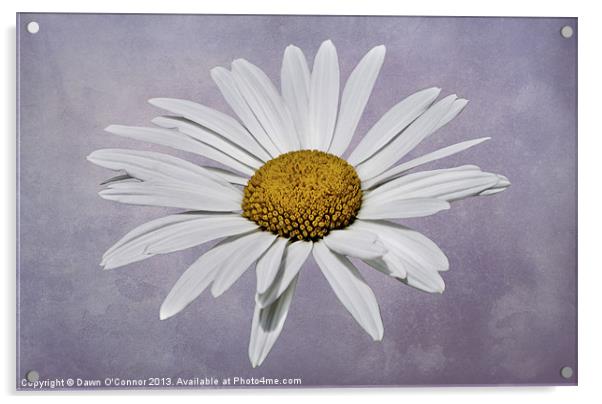 Flower on Purple Background Acrylic by Dawn O'Connor
